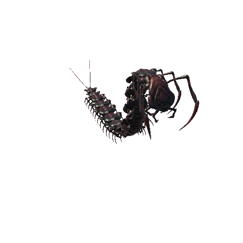 Base_mesh Centipede_Skin1